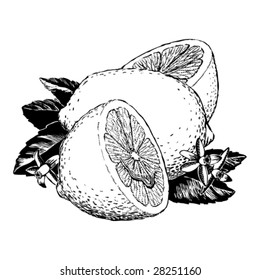 Vintage 1950s Lemons; detailed black and white from authentic hand-drawn scratchboard.