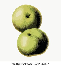 Vintage aesthetic green apples illustration isolated on white, vector. Vintage fruit illustration isolated on white, vector. Hand drawn fruit illustration vector.