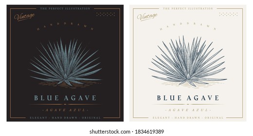 Vintage agave azul detailed engraved style illustration. Blue agave sketch