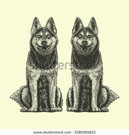 Vintage Alaskan Klee Kai colored hand drawing vector isolated on light background.