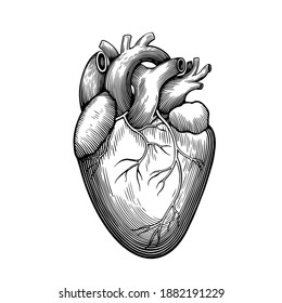 Vintage anatomical engraving human heart isolated white background  Vector illustration 