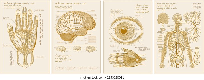 Vintage anatomy posters. Infographics, human structure. Technical drawing. Typography posters design. Set of flat vector illustrations. Print, label, cover or t-shirt print design.