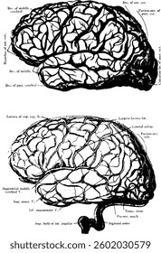 Vintage anatomy vector illustration with detailed hand-drawn style. High-quality and scalable design for various creative uses