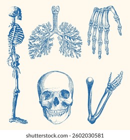 Vintage anatomy vector illustration with detailed hand-drawn style. High-quality and scalable design for various creative uses