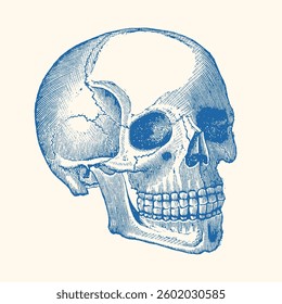 Vintage anatomy vector illustration with detailed hand-drawn style. High-quality and scalable design for various creative uses