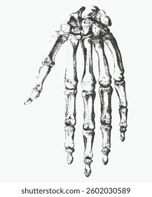 Vintage anatomy vector illustration with detailed hand-drawn style. High-quality and scalable design for various creative uses