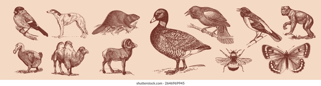 Vintage animal illustrations featuring birds, mammals, and insects. Includes a duck, butterfly, and dodo. Detailed, sepia-toned wildlife art. Element vector set.