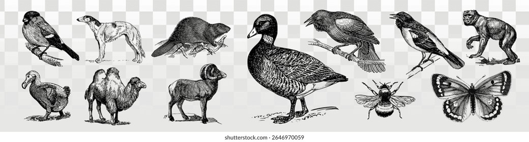 Vintage animal illustrations featuring birds, mammals, and insects. Includes birds, mammals, and insects in detailed, vintage style. Classic animal art. Element vector set.