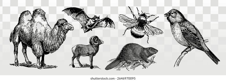 Ilustrações de animais antigos com um camelo, morcego, carneiro, abelha, castor e pássaro. Esboços detalhados de animais em um estilo artístico clássico. Vetor de elemento definido.