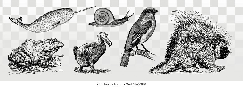 Ilustrações de animais antigos com narval, caracol, sapo, dodô, pássaro e porco-espinho. Esboços detalhados de diversos animais em um estilo clássico. Vetor de elemento definido.