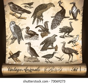 Colección de animales de época: Aves. Con antecedentes de pergamino angustiado