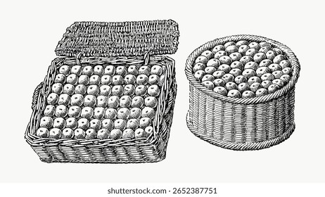 Vintage apple basket, black and white illustration, vector isolated on white. Vintage fruit illustration isolated on white, vector. Hand drawn fruit illustration vector.