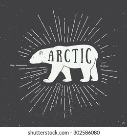 Vintage arctic white bear with slogan. Vector illustration