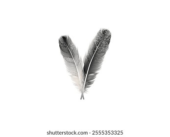 Vintage Art Realistic Quill Feathers for Pen Detailed Isolated Vector. Vintage Quill Feathers Vector Illustration | Realistic Pen Feathers for Artistic Design