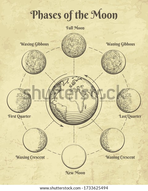 Vintage astrology moon. Moons phases in space retro\
illustration, half full and new moon dial hand drawn clipart,\
different celestial orbit lunar engraving astrological paganism\
vector signs