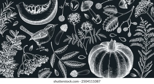 Vintage autumn background. Fall leaves, pumpkins, berries, mushrooms sketches on chalkboard. Hand-drawn vector illustration. Botanical banner design. NOT AI generated