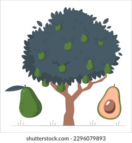 Vintage avocado illustrations set. Whole avocado fruit, cut half piece with core. Exotic tree drawing in color. Decorative branch with flowers, leaves and fruit. Healthy vegetarian food sketches