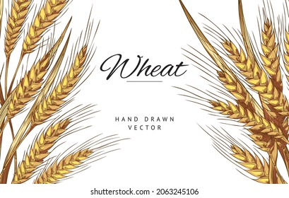 Vintage background or banner with ears of ripe wheat. Wheat grinding and bakery industry, banner for production of bread and cereals, engraving style vector illustration.