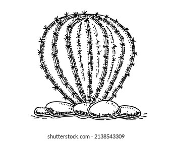Vintage background with cactus, hand draw, sketch of cactus. Black and white, hand drawn, sketch style, isolated on white background. Graphic sketch vector illustration. Illustration for print. 