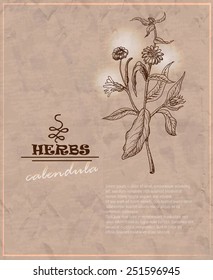 Vintage background with calendula on old paper. Vector illustration for your design