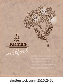 Vintage background with milfoil on old paper. Vector illustration for your design