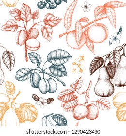 Vintage background with ripe fruits and berries  - apple, pear, plum, peach, apricot trees. Hand drawn harvest illustrations.  Summer or autumn Seamless pattern