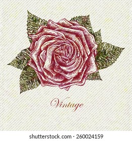 Vintage  background with rose. Vector illustration, EPS10.