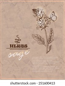 Vintage background with sage on old paper. Vector illustration for your design