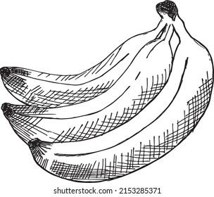 Vintage Banana fresh Fruit hand drawing sketch.
Retro digital artwork. Vegan Food illustration, black and white outline Bananas. 