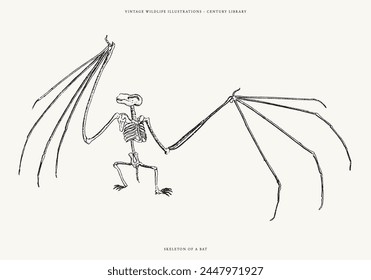 Vintage Bat Skeleton Halloween Line Art Illustration