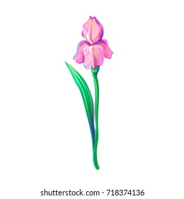 Vintage beautiful iris vector hand drawing isolated on white background