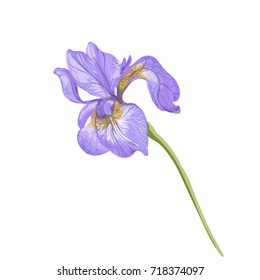 Vintage beautiful tender violet iris vector hand drawing isolated on white background stock art