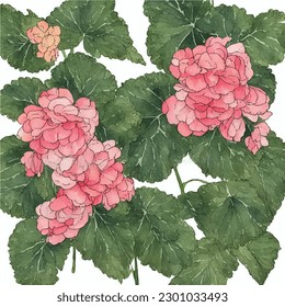 vintage begonia flowers watercolor art illustration