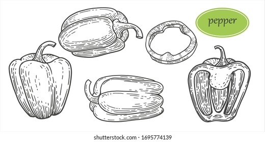 Vintage bell pepper hand drawn  vector set. Detailed vegetarian food drawing. Farm market product. Vegetable engraved style object, full, half and slices. Pepper rings, half pepper, whole. 