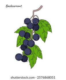 Vintage berry. Currant sketch. Natural branch with juicy fruits and leaves. Summer healthy food. Ripe vitamin harvest. Jam fresh ingredient. Blackcurrant plant. Botanical element. Vector color drawing