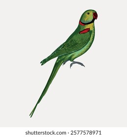 Vintage bird alexandrine parakeet, green bird vector element. Green parakeet colored bird animal drawing illustration, vintage style art work of animal. Bird vintage artwork.