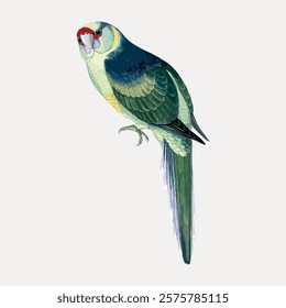 Vintage bird barnard's parakeet, green bird vector element. Green colored bird animal drawing illustration, vintage style art work of animal. Bird vintage artwork illustration.