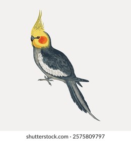 Vintage bird cockatiel illustration isolated on white, vector. Vintage bird illustration, hand drawn bird vector, isolated on white background.