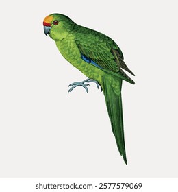 Vintage bird golden-crowned parakeet, green bird vector element. Green colored bird animal drawing illustration, vintage style art work of animal. Bird vintage artwork illustration.