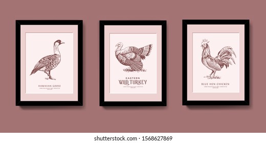 Vintage Bird Illustration in wall frames