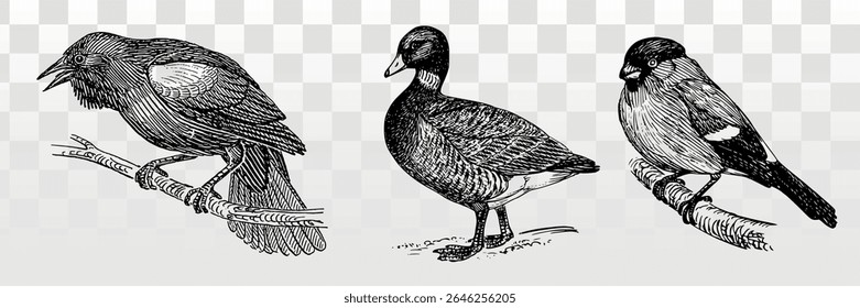 Vintage bird illustrations: crow, duck, and finch. Detailed bird sketches on branches. Classic bird art with intricate feather details. Monochrome bird drawings. Element vector set.
