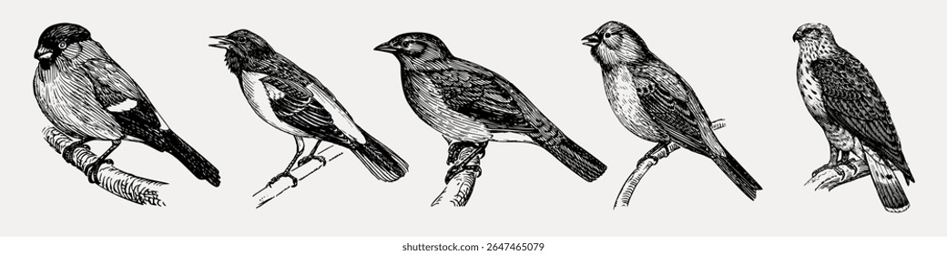 Vintage bird illustrations of five birds perched on branches. Detailed bird sketches, showcasing various bird species in classic, artistic style. Element vector set.