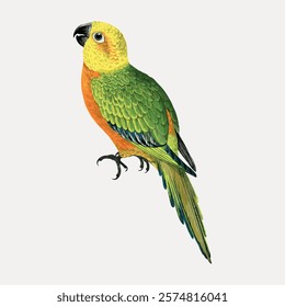 Vintage bird jendaya conure. Bird animal wild life vector illustration. Vintage green bird animal art drawing illustration, old painting art print. Vintage isolated vector.