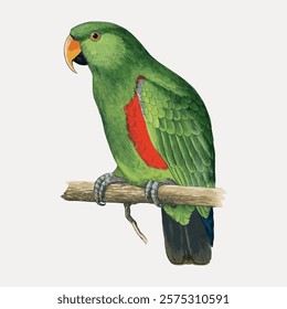 Vintage bird new guinea ecletus. Bird animal wild life vector illustration. Vintage green bird animal art drawing illustration, old painting art print. Vintage isolated vector.