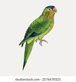 Vintage bird petz's conure illustration isolated on white, vector. Vintage bird illustration, hand drawn bird vector, isolated on white background.