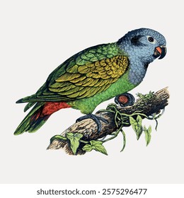 Vintage bird red-vented parrot illustration isolated on white, vector. Vintage bird illustration, hand drawn bird vector, isolated on white background.