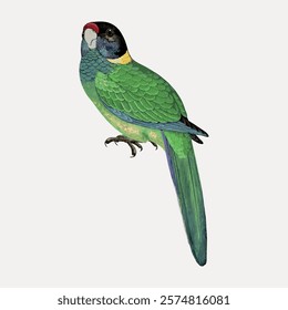 Vintage bird yellow-naped parakeet illustration isolated on white, vector. Vintage bird illustration, hand drawn bird vector, isolated on white background.