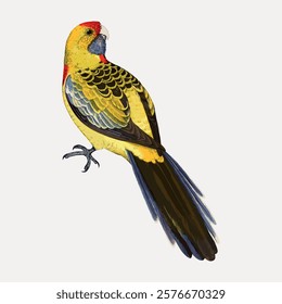 Vintage bird yellow-rumped parakeet illustration isolated on white, vector. Vintage bird illustration, hand drawn bird vector, isolated on white background.