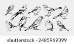 Vintage birds. Flying animals sketch. Robin cardinal and pigeon. Hand drawn line sparrow. Black lark or bluebird. Engraving forest birdies. Swallow wings. Vector outline songbirds set