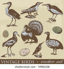 Vintage birds illustrations. Vector set